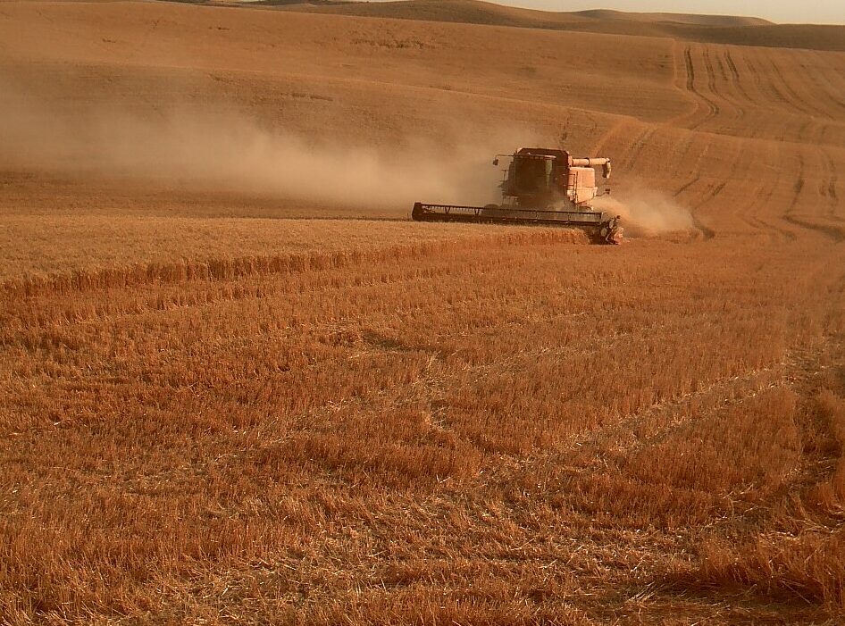 A combine moving through a wheat field.